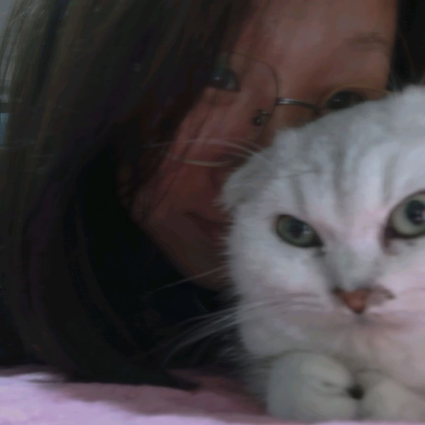 猫图片|宠物猫|猫咪|