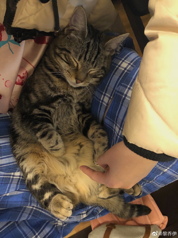 猫图片|宠物猫|猫咪|