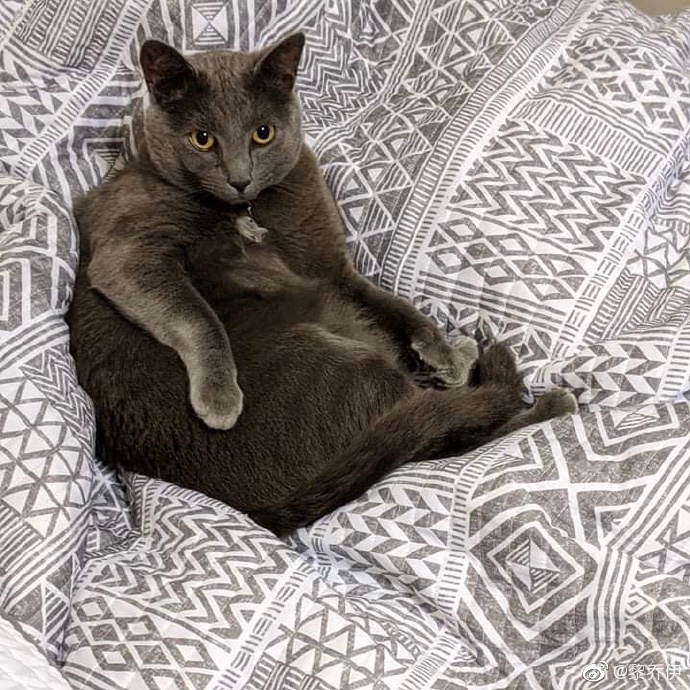 猫图片|宠物猫|猫咪|