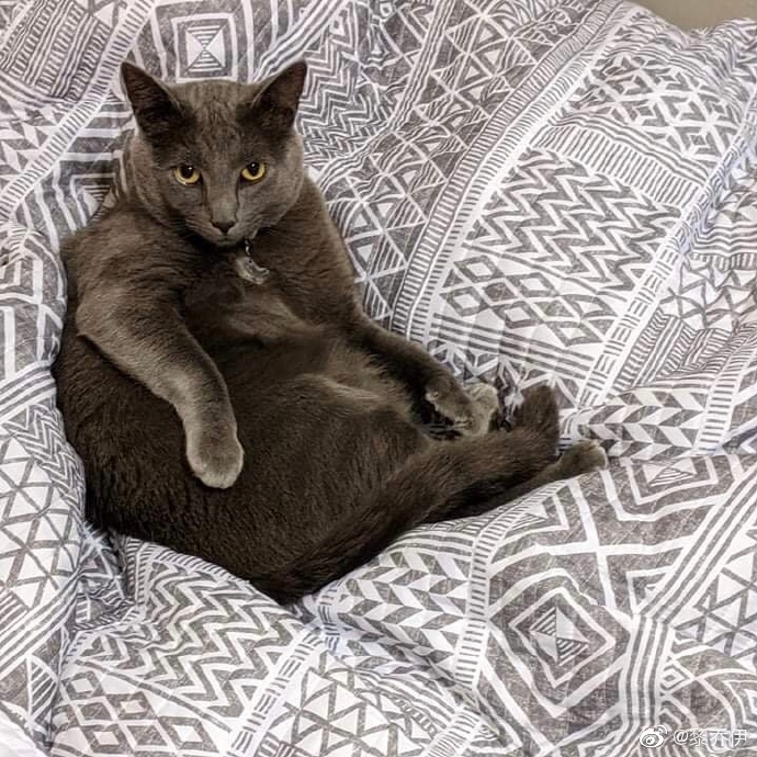 猫图片|宠物猫|猫咪|