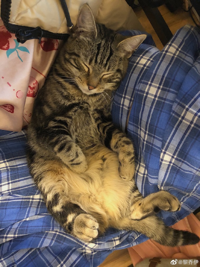 猫图片|宠物猫|猫咪|