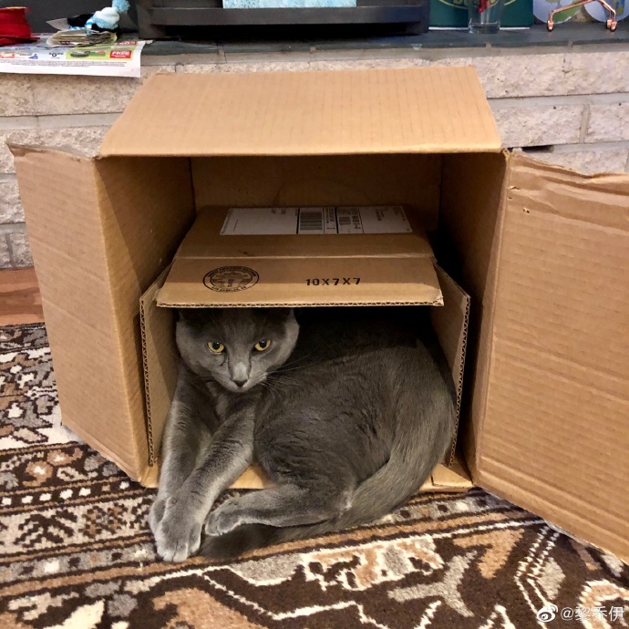 猫图片|宠物猫|猫咪|