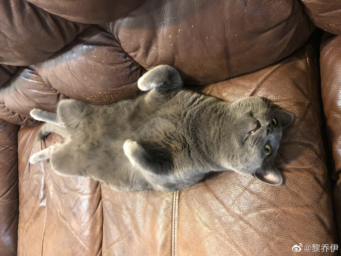 猫图片|宠物猫|猫咪|