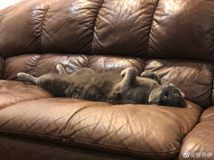 猫图片|宠物猫|猫咪|