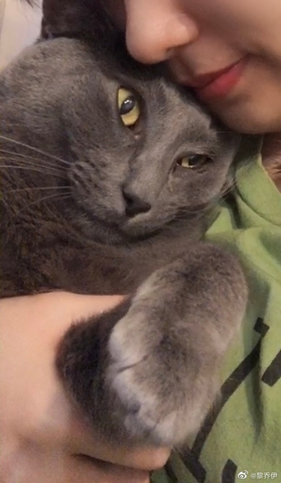 猫图片|宠物猫|猫咪|