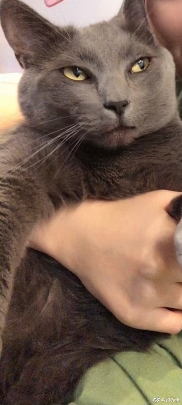 猫图片|宠物猫|猫咪|