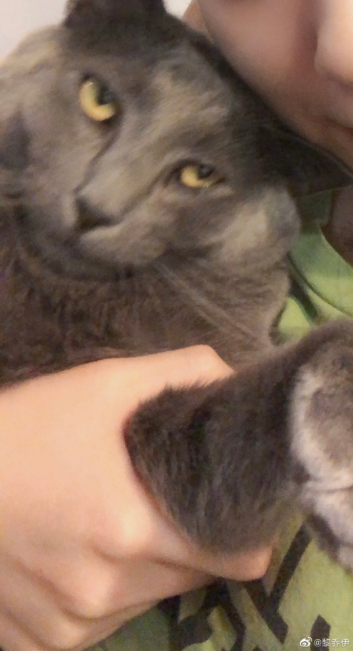 猫图片|宠物猫|猫咪|