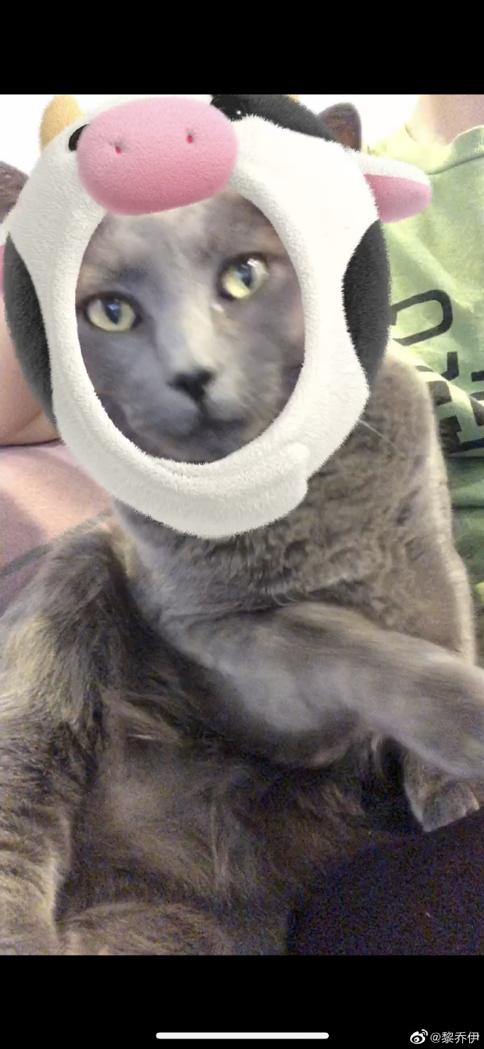 猫图片|宠物猫|猫咪|