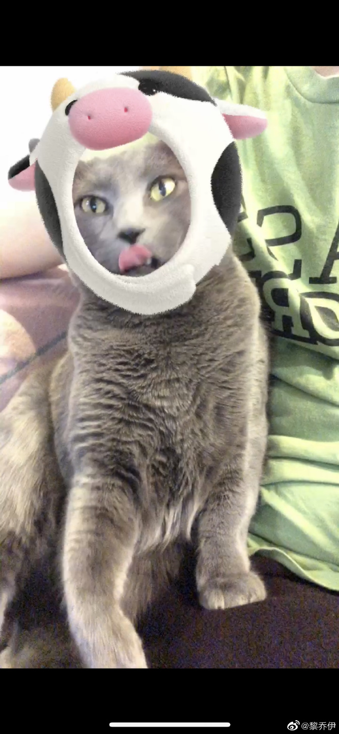 猫图片|宠物猫|猫咪|