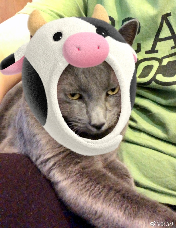 猫图片|宠物猫|猫咪|