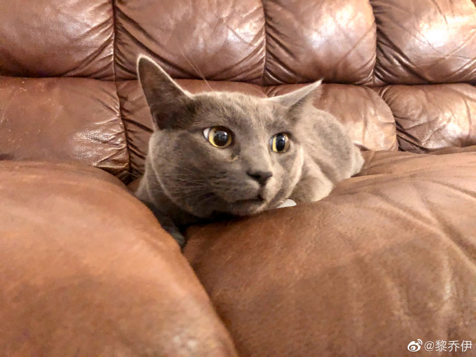 猫图片|宠物猫|猫咪|