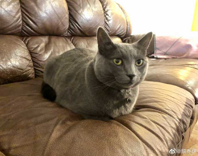 猫图片|宠物猫|猫咪|