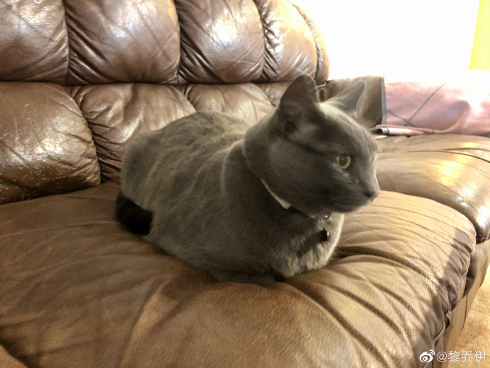 猫图片|宠物猫|猫咪|