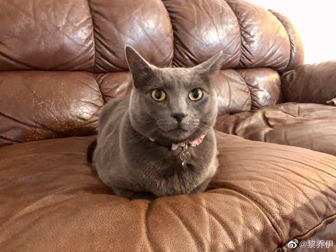 猫图片|宠物猫|猫咪|