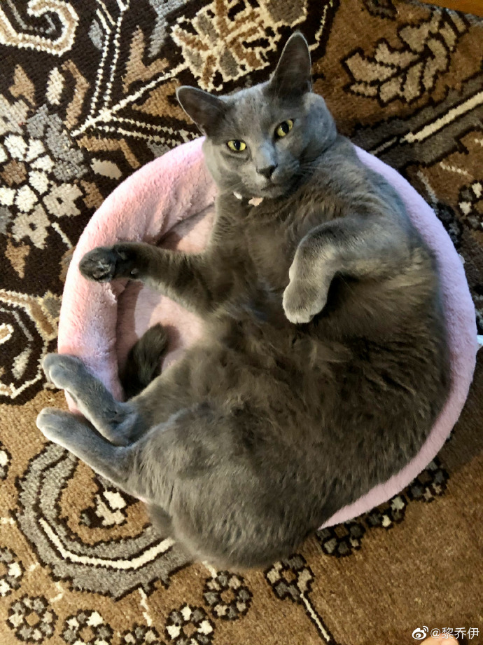 猫图片|宠物猫|猫咪|