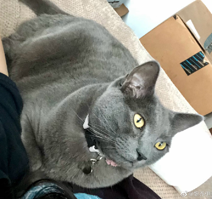 猫图片|宠物猫|猫咪|