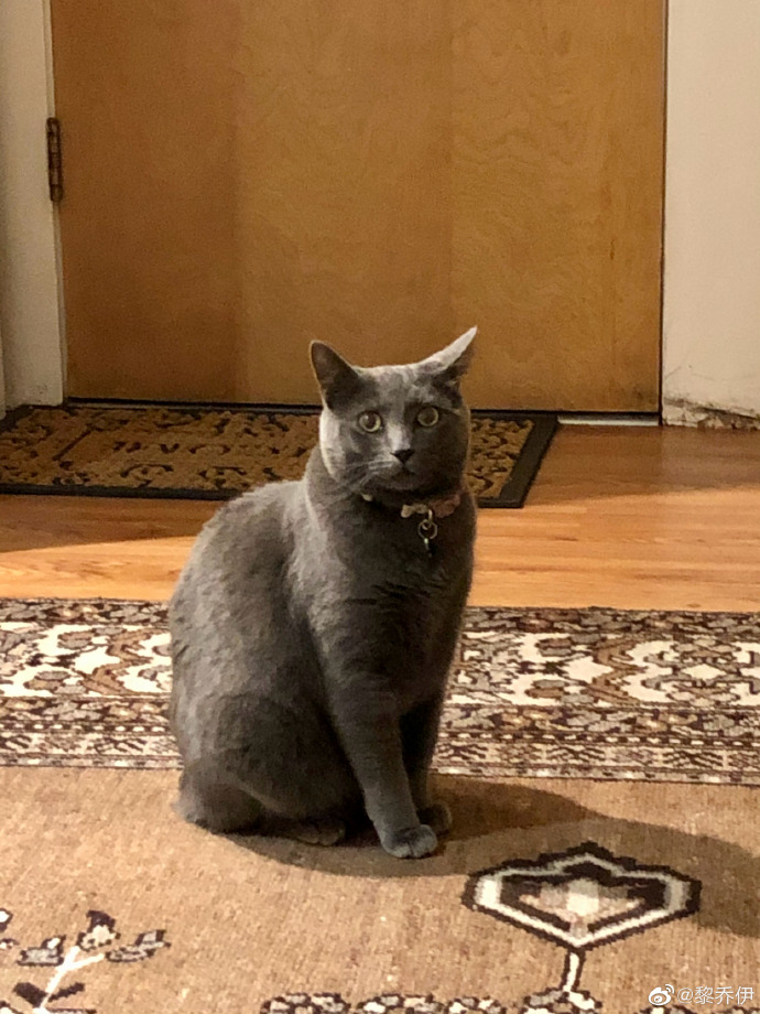 猫图片|宠物猫|猫咪|