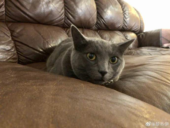 猫图片|宠物猫|猫咪|