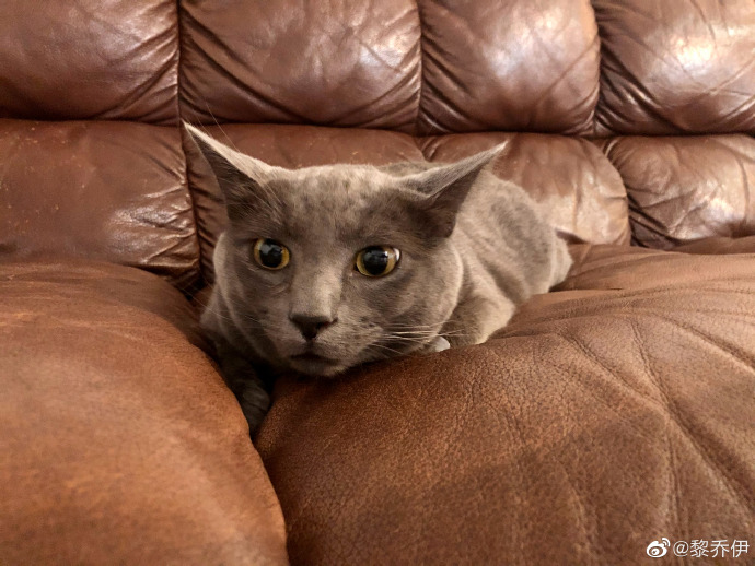 猫图片|宠物猫|猫咪|