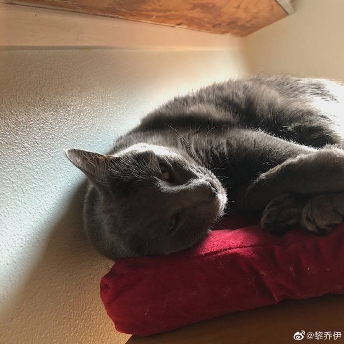 猫图片|宠物猫|猫咪|