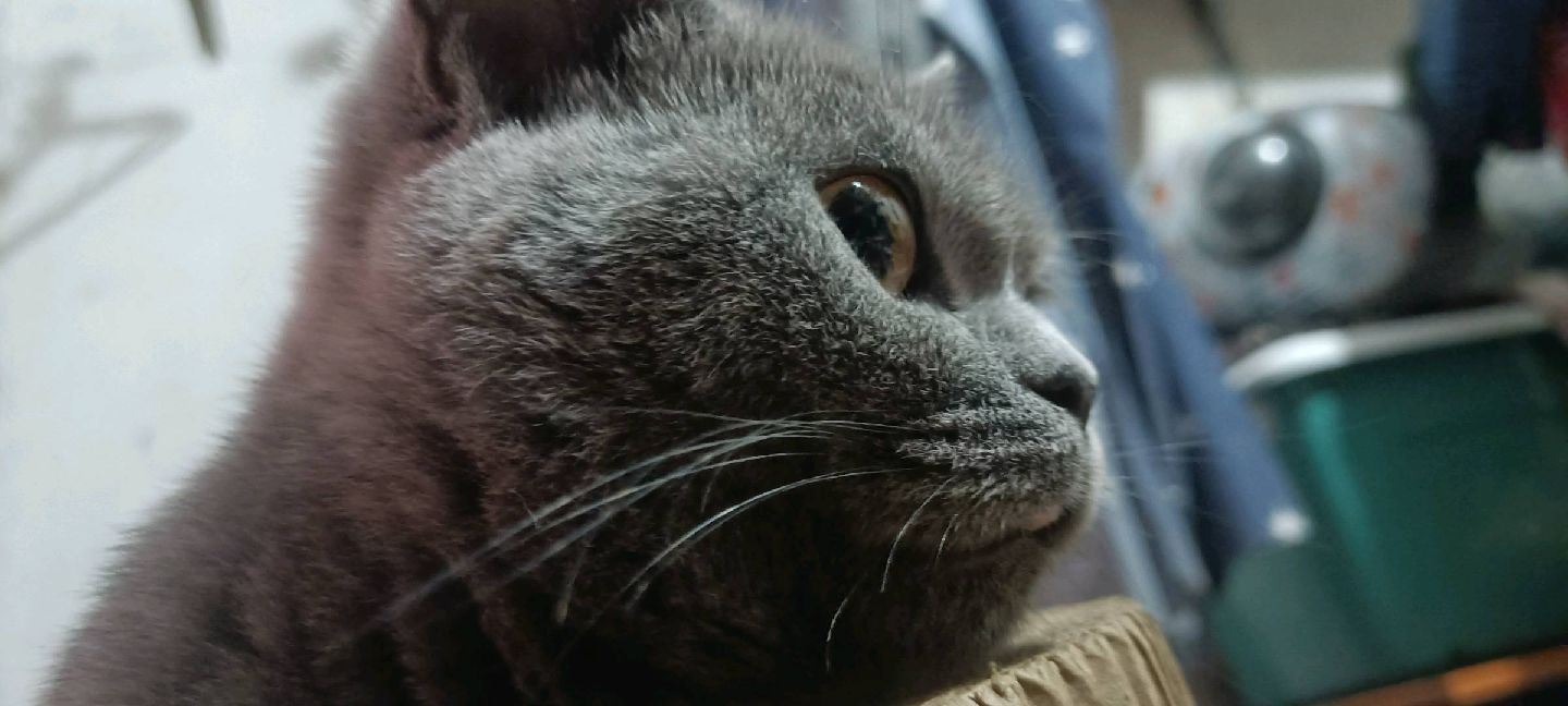 猫图片|宠物猫|猫咪|