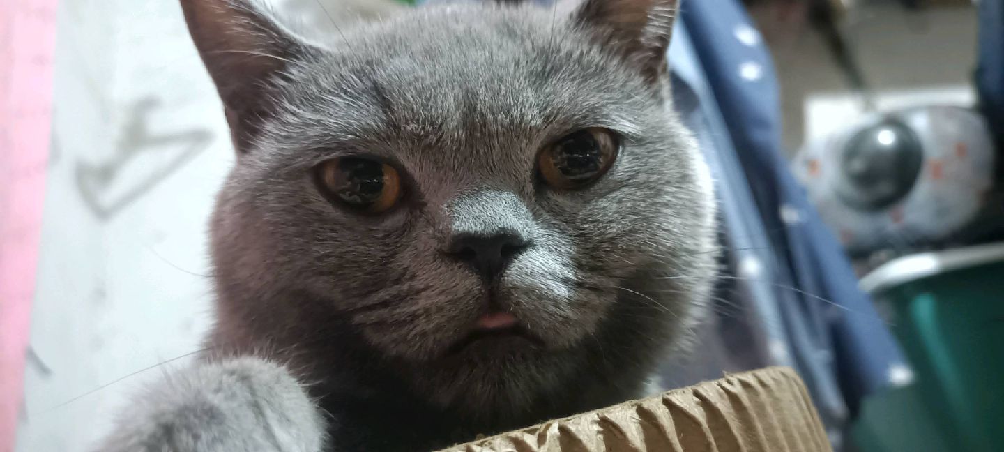 猫图片|宠物猫|猫咪|