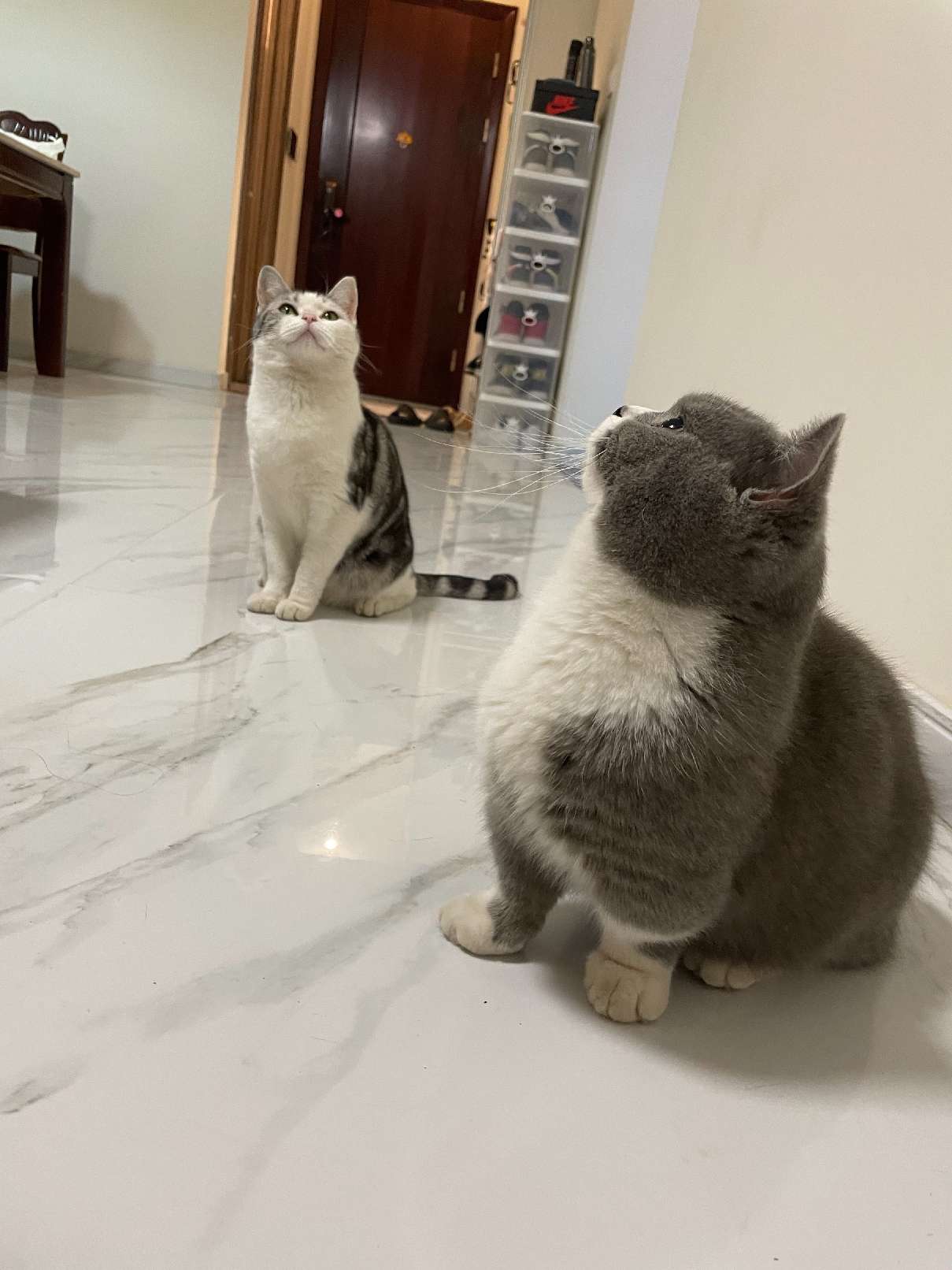 猫图片|宠物猫|猫咪|