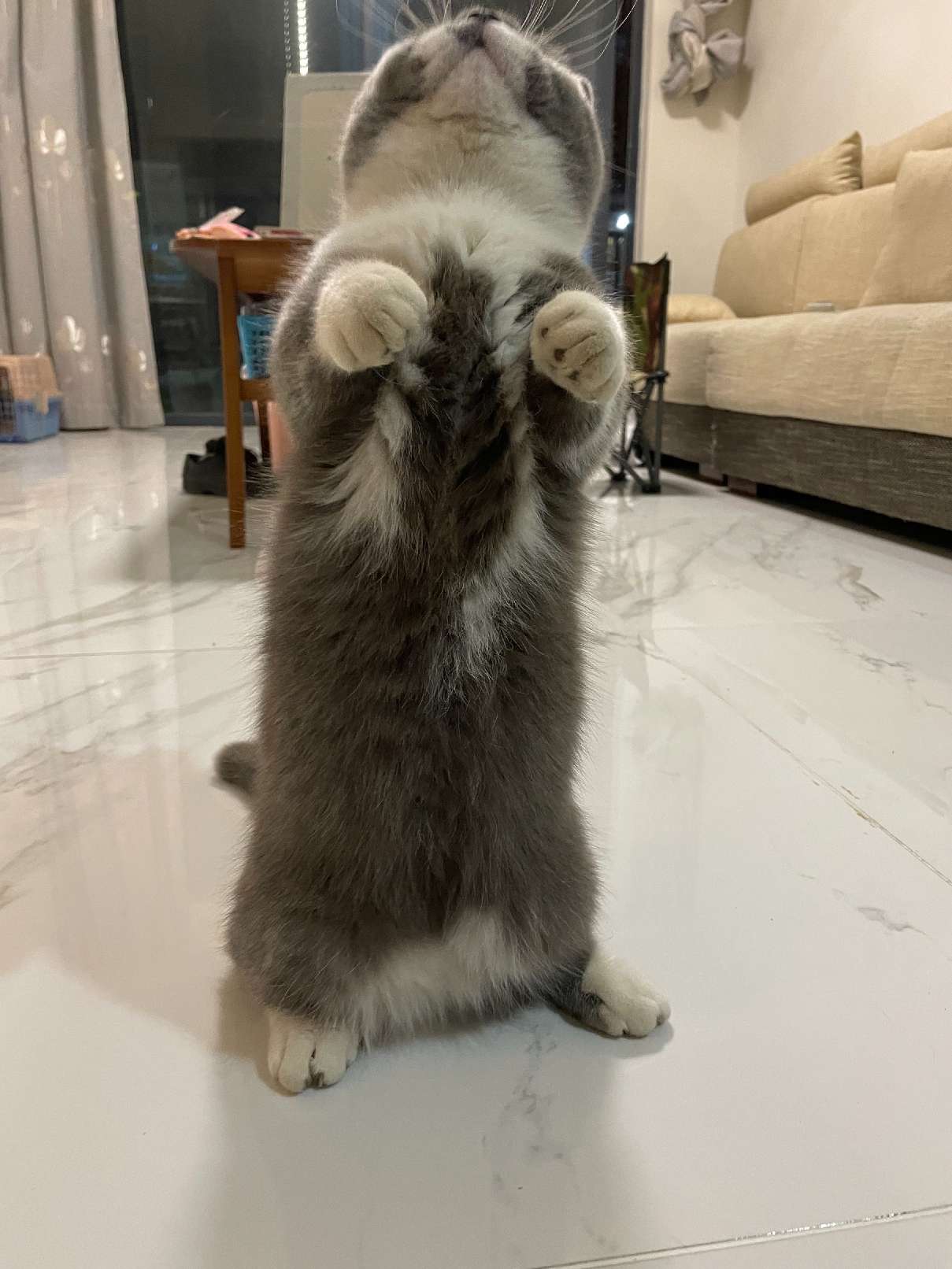 猫图片|宠物猫|猫咪|