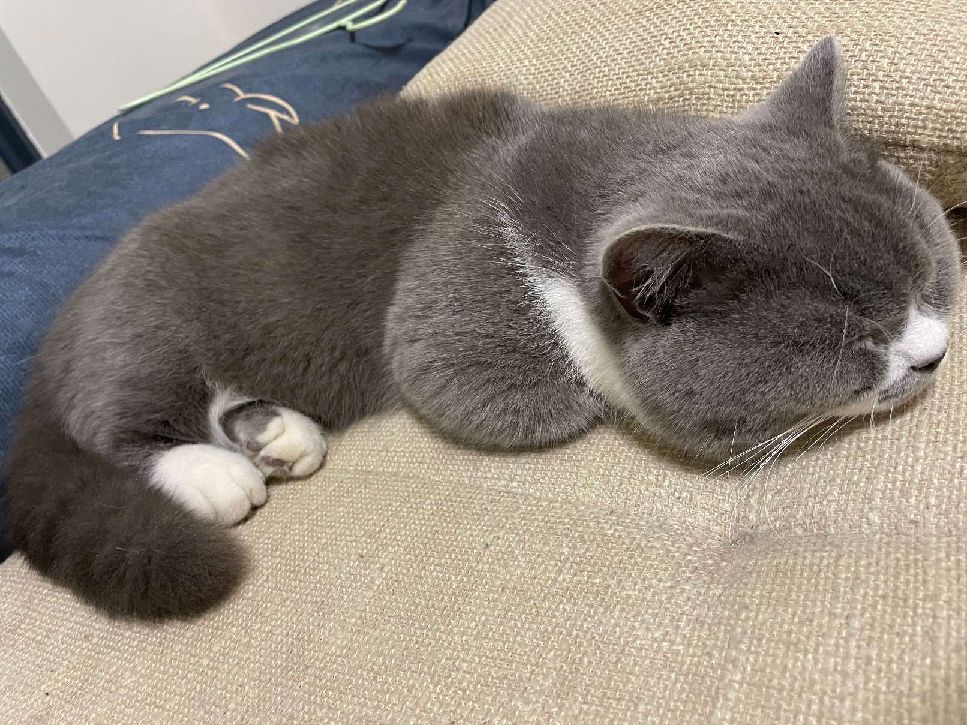 猫图片|宠物猫|猫咪|