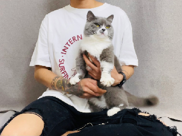 猫图片|宠物猫|猫咪|