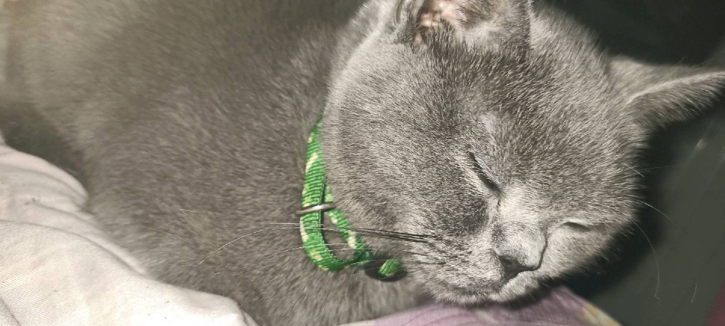 猫图片|宠物猫|猫咪|