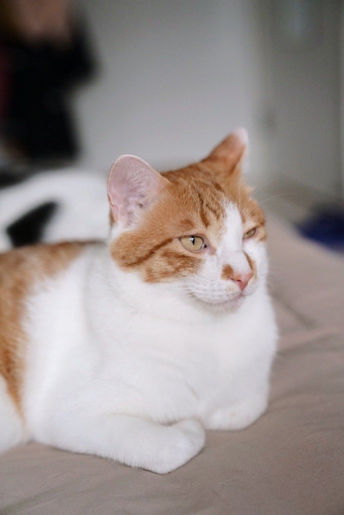 猫图片|宠物猫|猫咪|