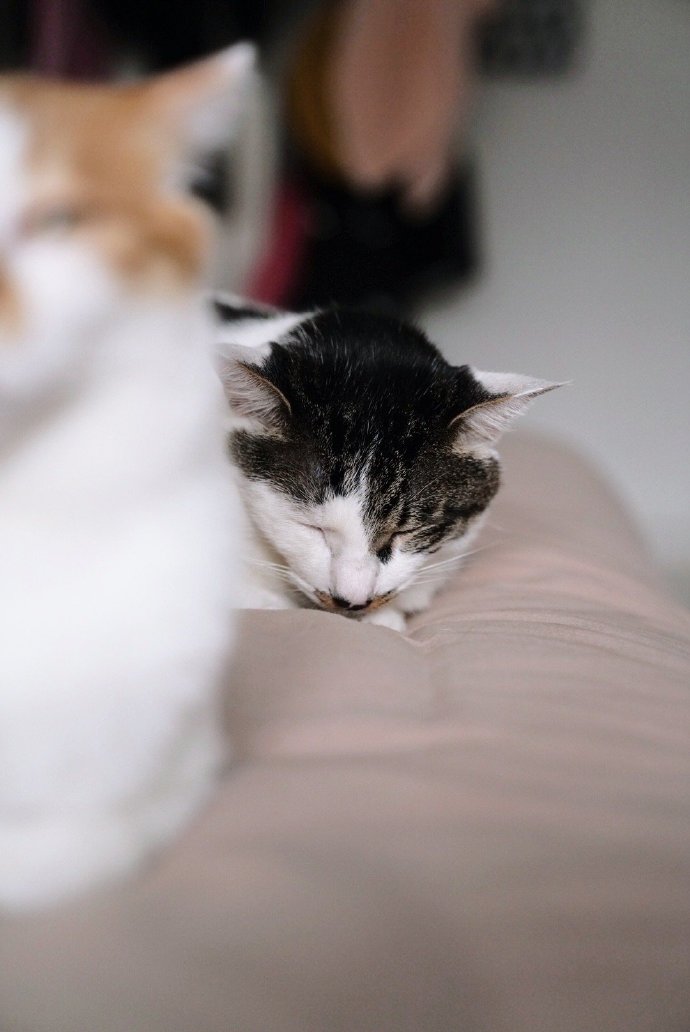 猫图片|宠物猫|猫咪|