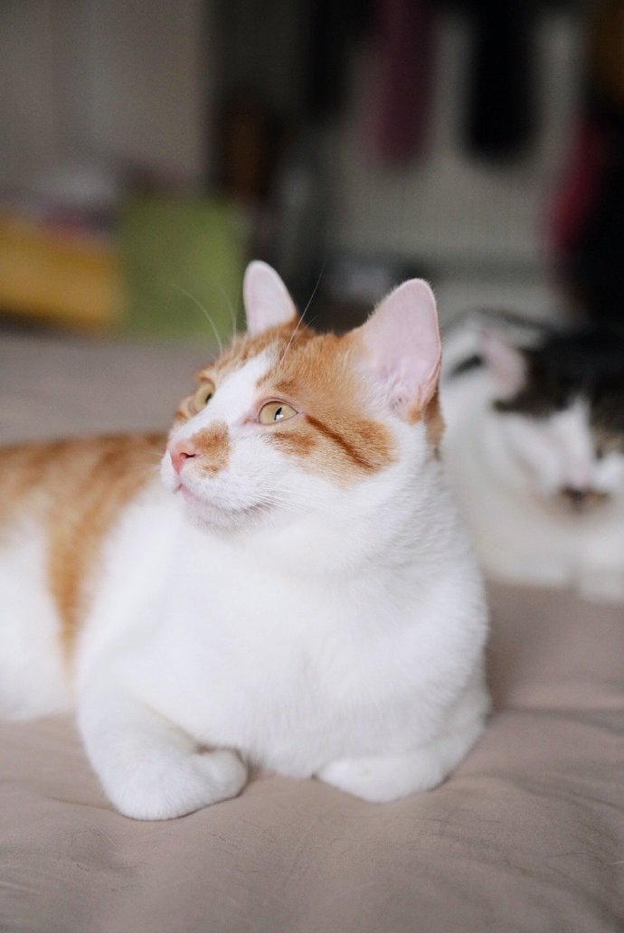 猫图片|宠物猫|猫咪|