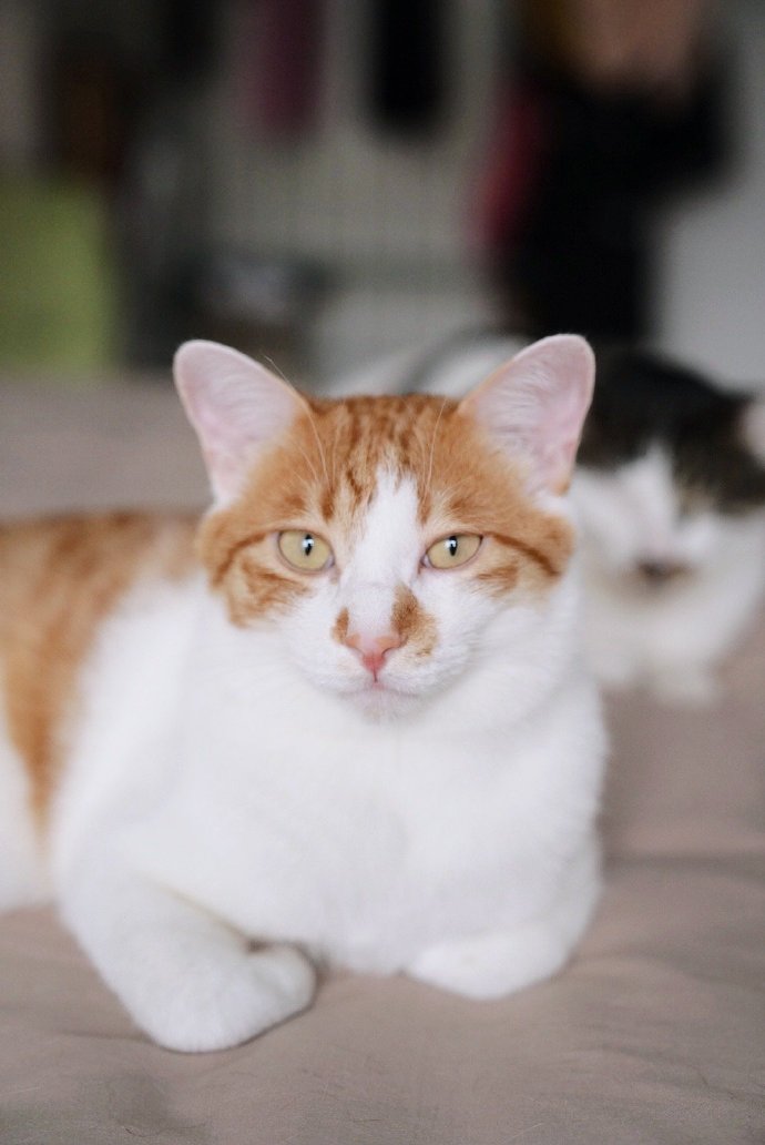 猫图片|宠物猫|猫咪|