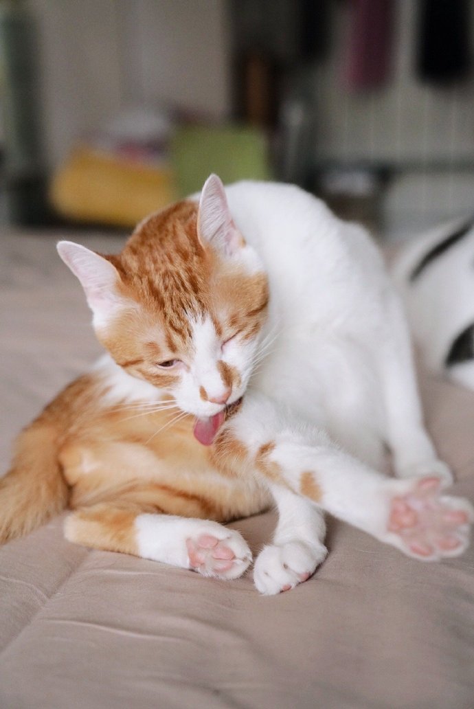 猫图片|宠物猫|猫咪|