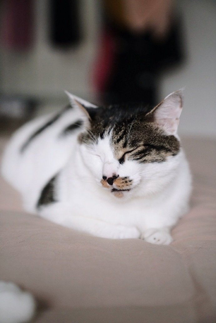 猫图片|宠物猫|猫咪|