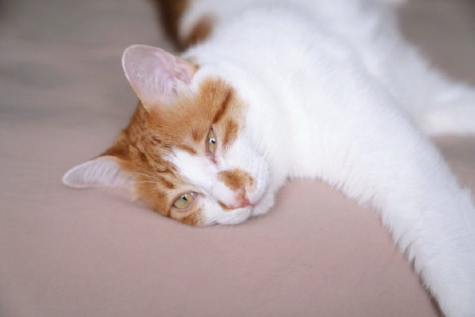 猫图片|宠物猫|猫咪|