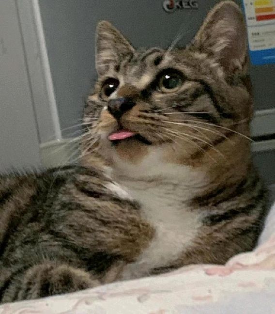 猫图片|宠物猫|猫咪|