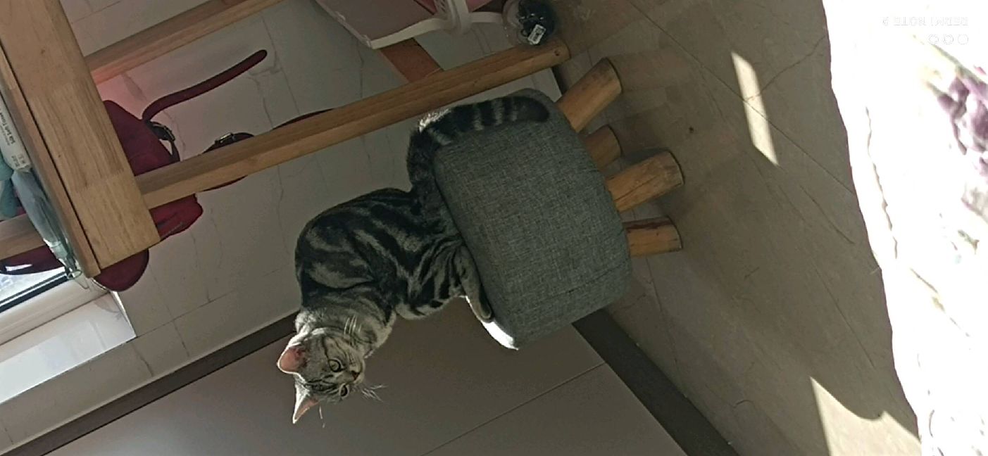 猫图片|宠物猫|猫咪|