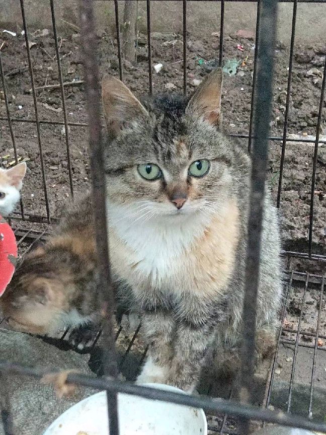 猫图片|宠物猫|猫咪|