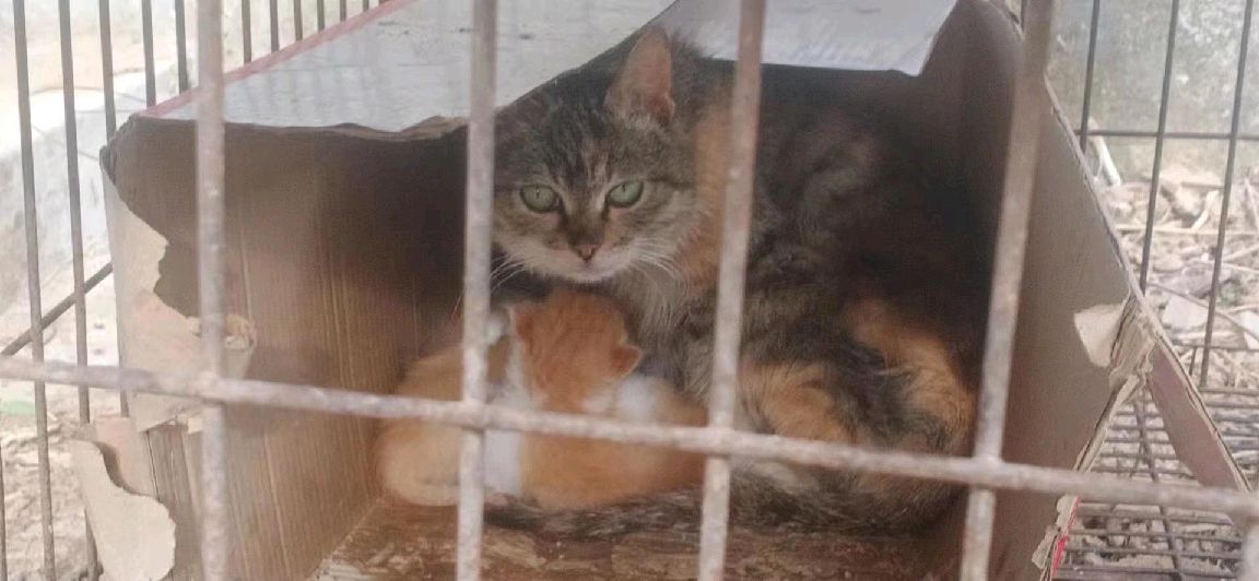 猫图片|宠物猫|猫咪|