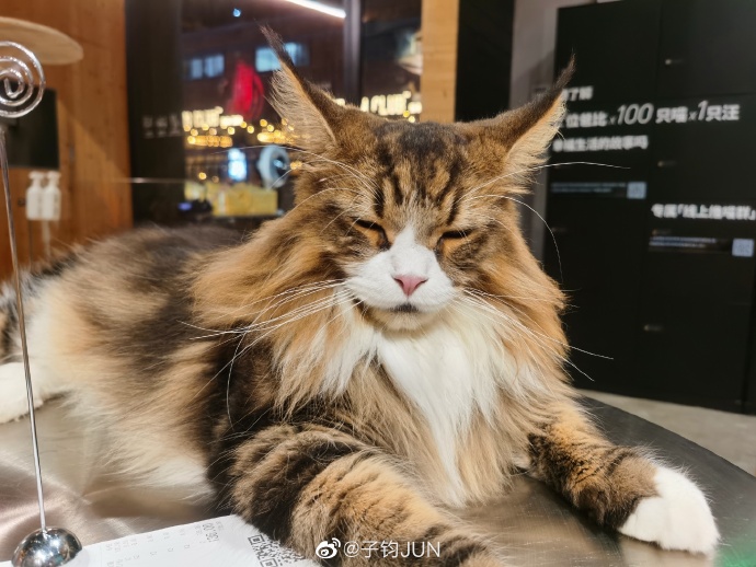 猫图片|宠物猫|猫咪|