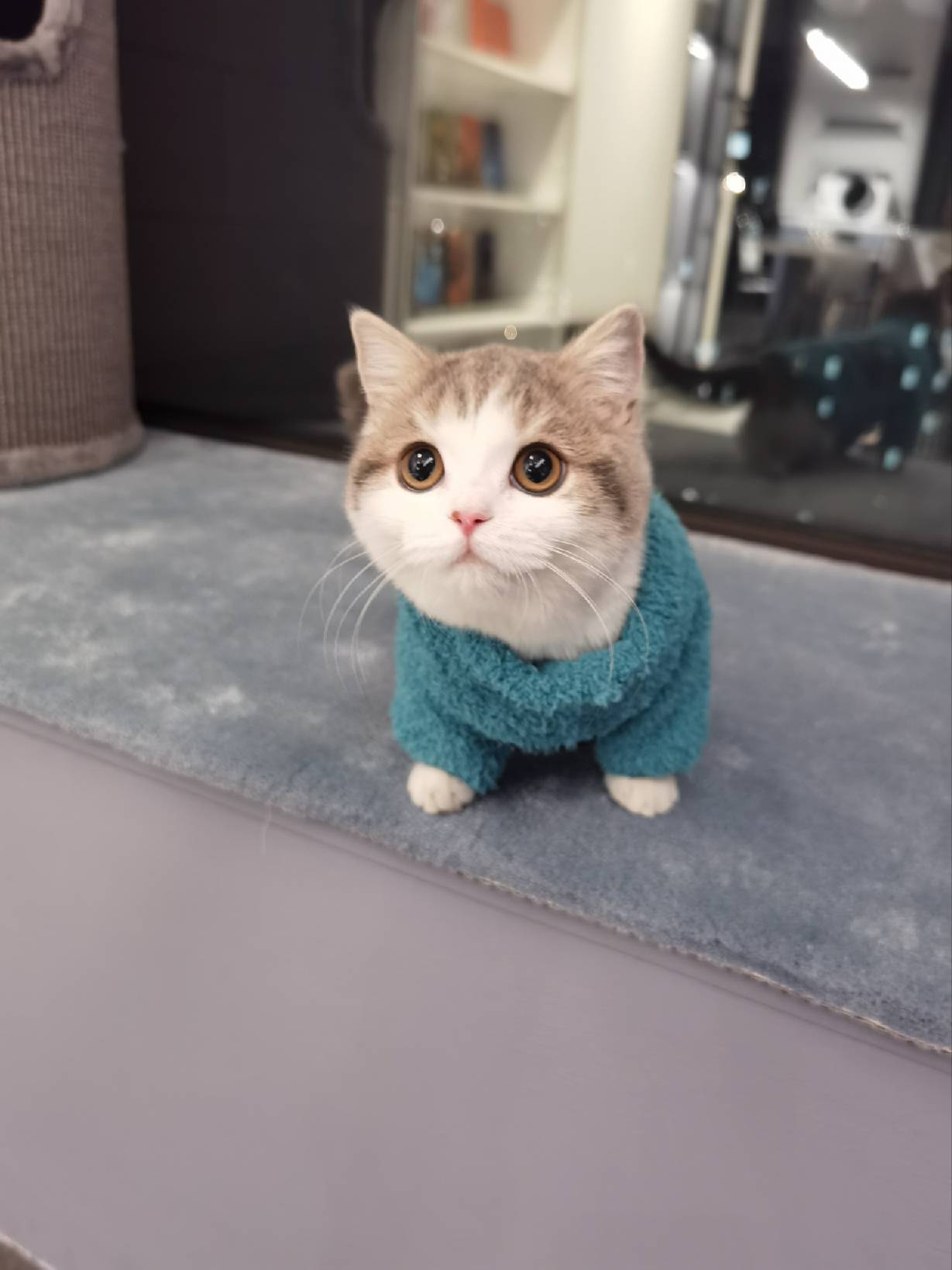 猫图片|宠物猫|猫咪|