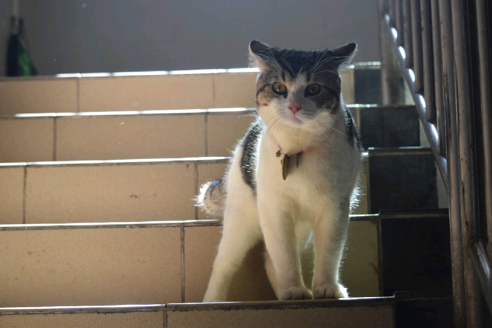 猫图片|宠物猫|猫咪|