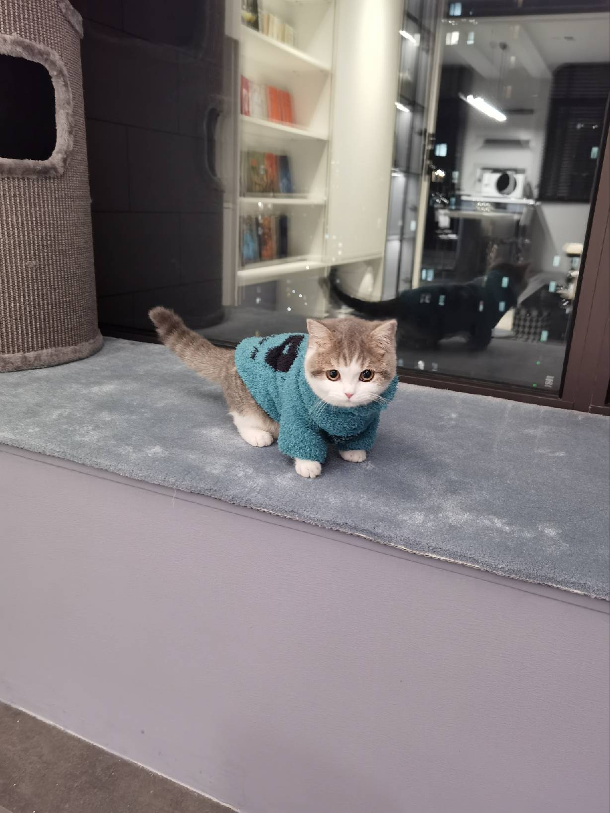 猫图片|宠物猫|猫咪|