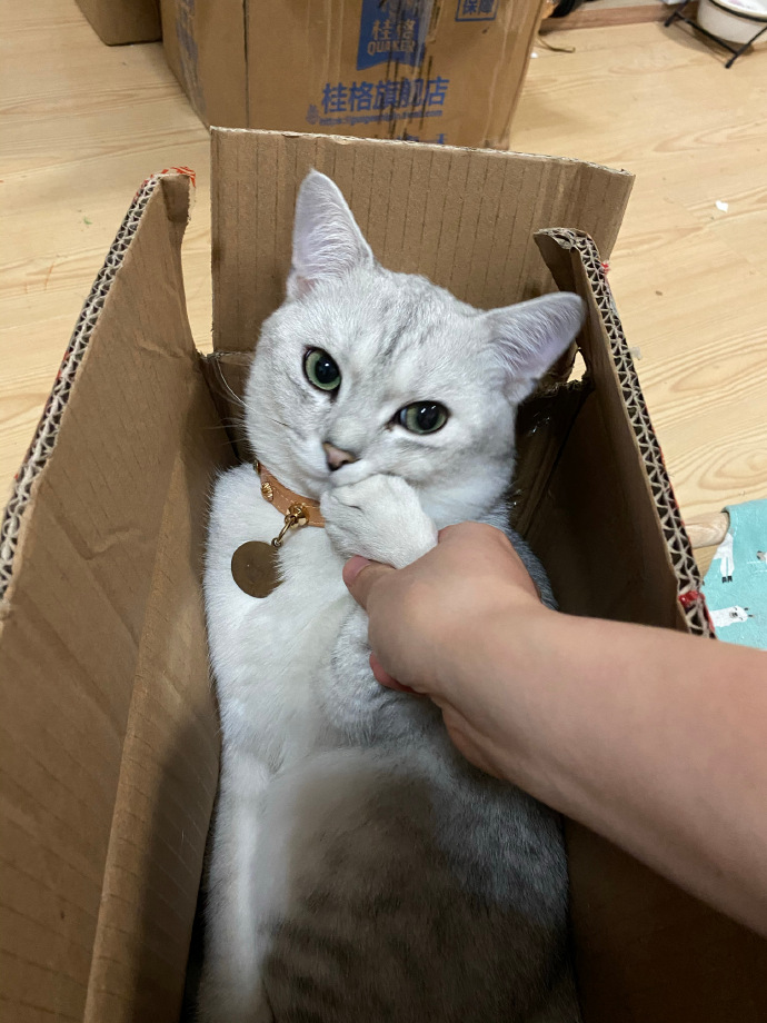 猫图片|宠物猫|猫咪|