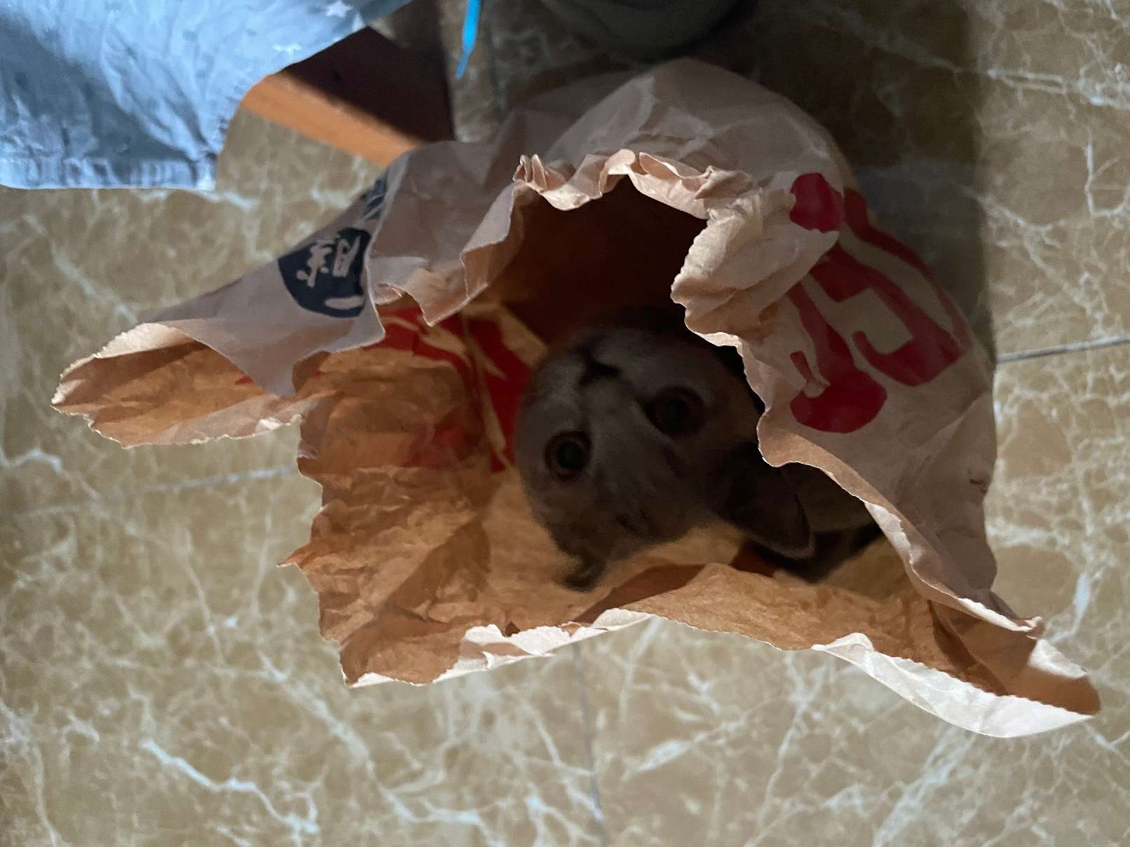 猫图片|宠物猫|猫咪|