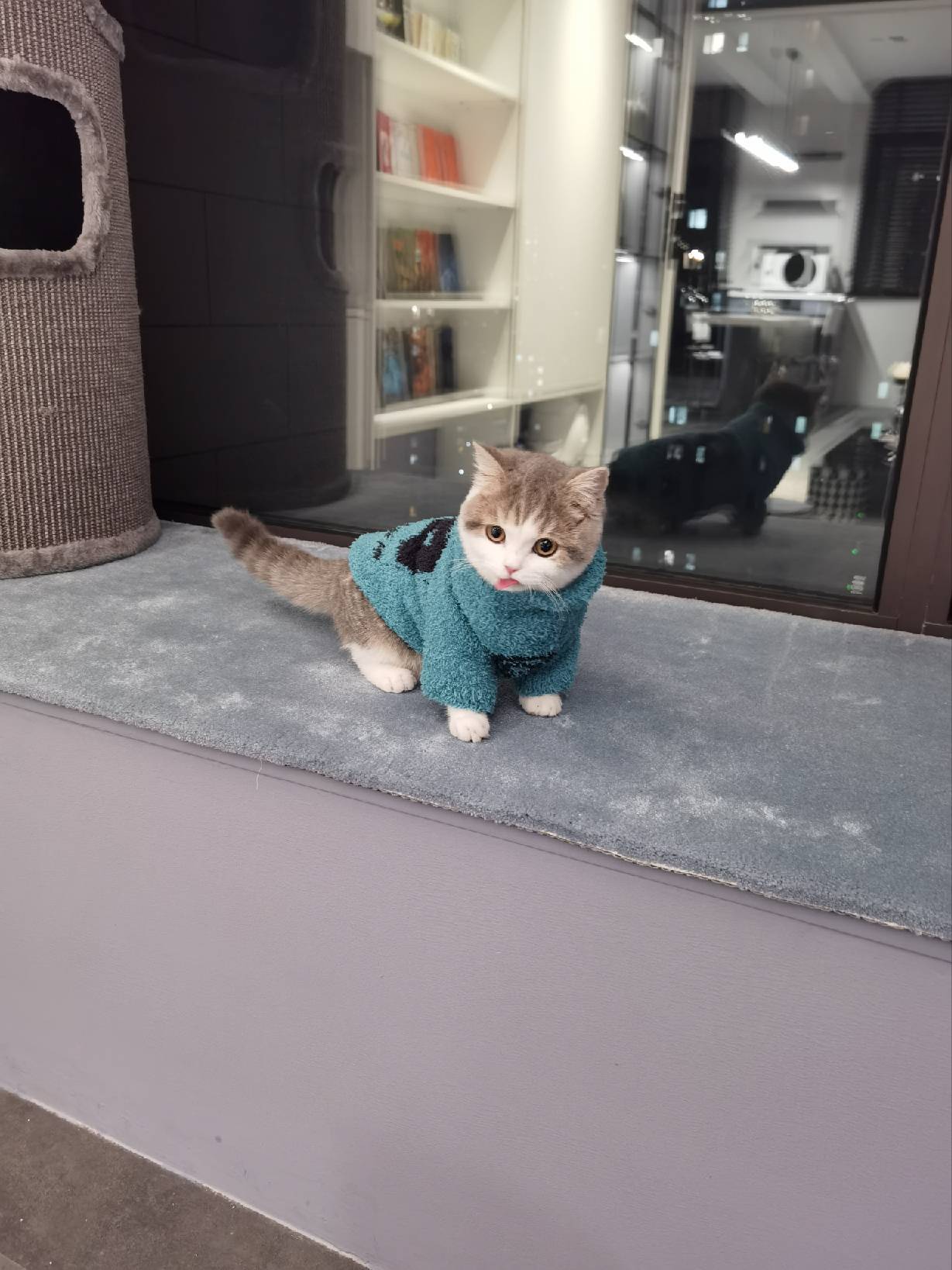 猫图片|宠物猫|猫咪|