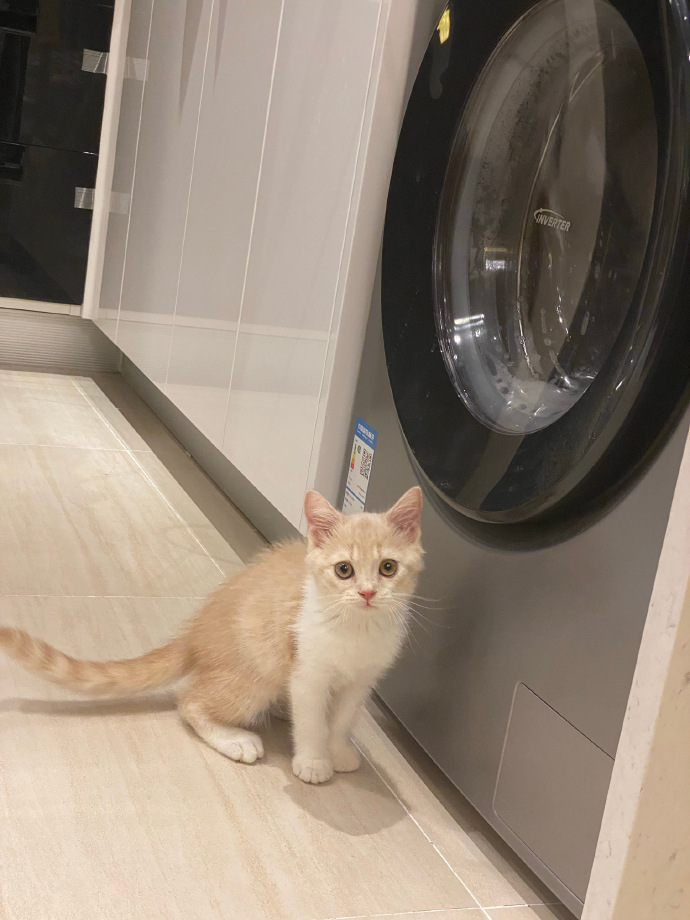 猫图片|宠物猫|猫咪|